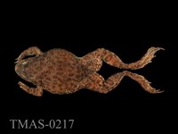 藏品(虎皮蛙)的圖片